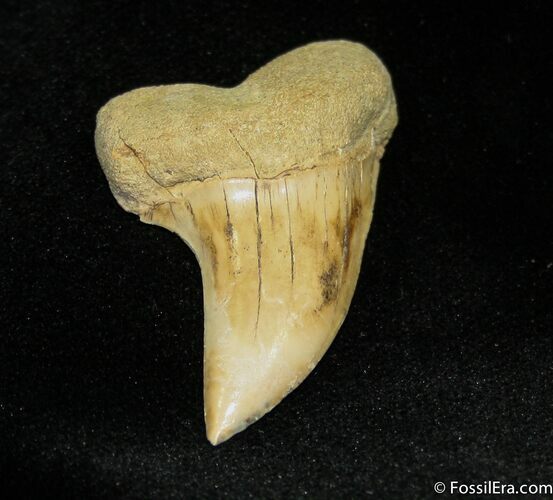Mako Shark Tooth Fossil (Sharktooth Hill) #847